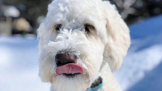 Mini Goldendoodles