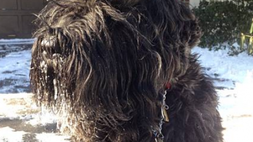 black russian terrier