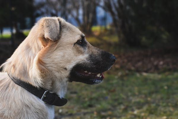 anatolian shepherd