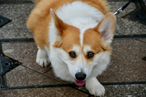 Pembroke Welsh Corgi