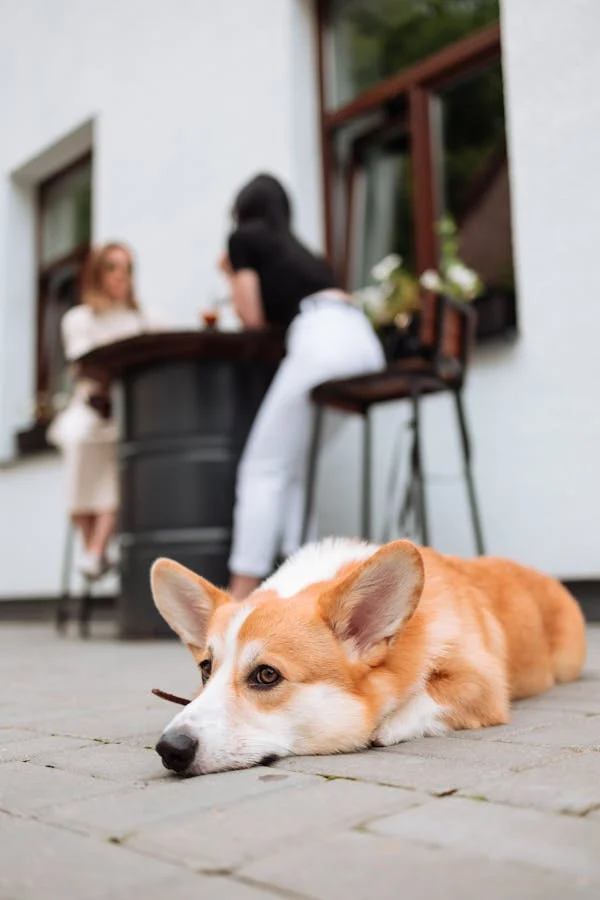 Pembroke Welsh Corgi