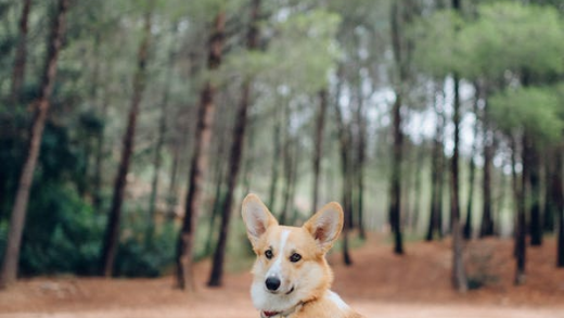 Pembroke Welsh Corgi