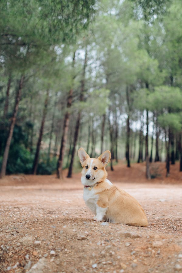 Pembroke Welsh Corgi