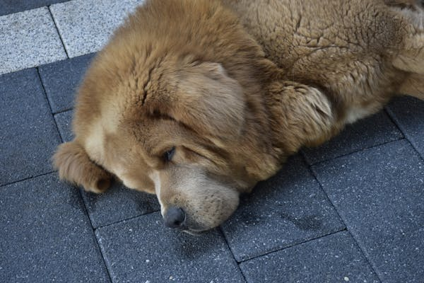 Newfoundland dog