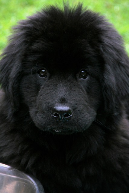 Newfoundland dog