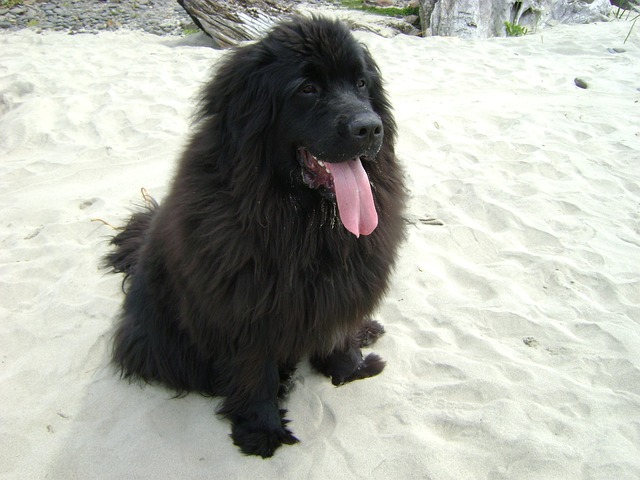 Newfoundland dog