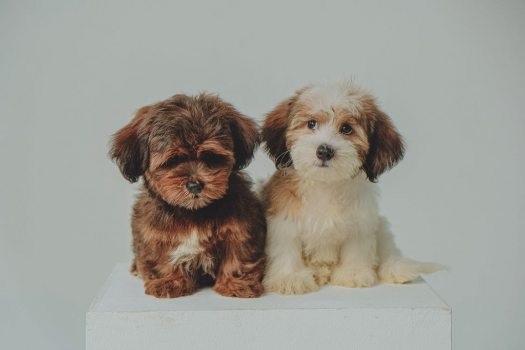 Havanese Dog