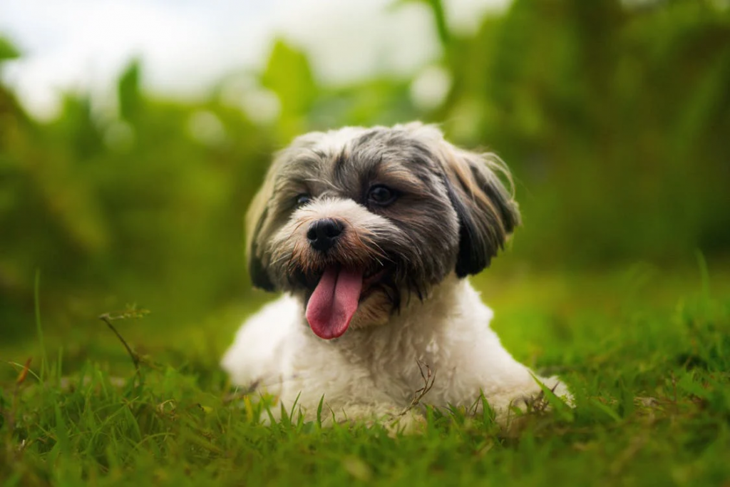 Havanese Dog