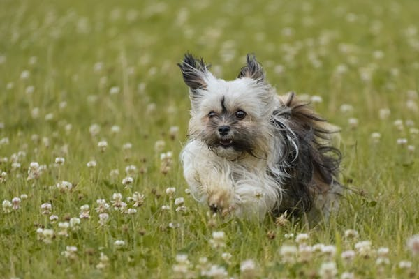 Havanese Dog