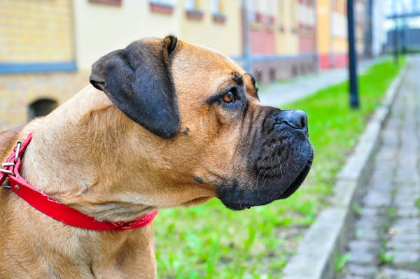 Bullmastiff