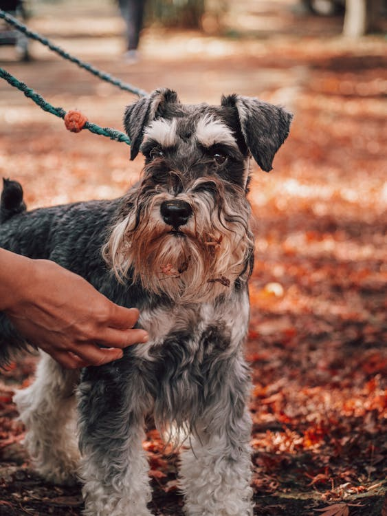 Airedale terrier
