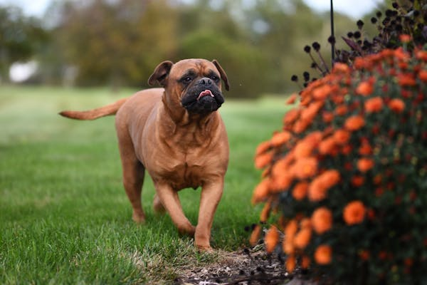 Bullmastiff