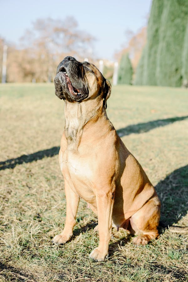 Bullmastiff