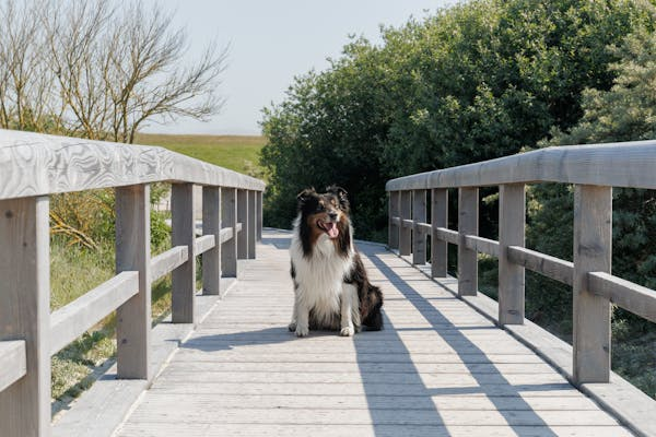 Shetland Sheepdogs