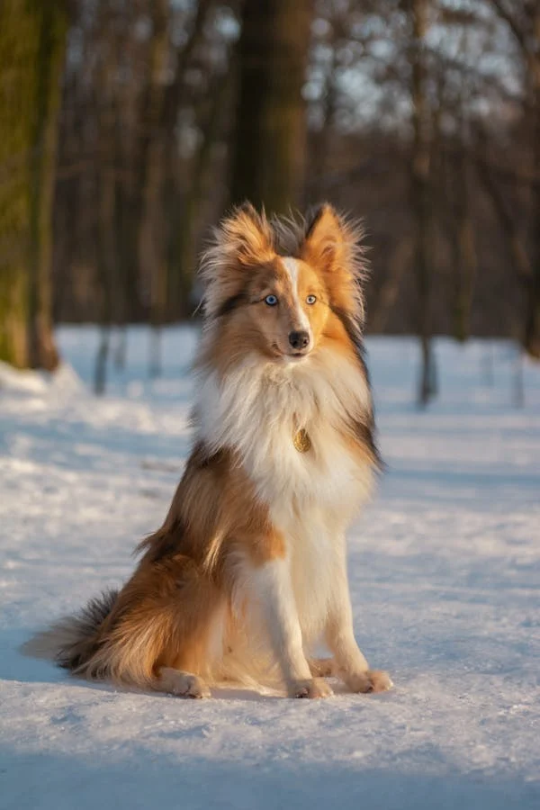 Shetland Sheepdogs