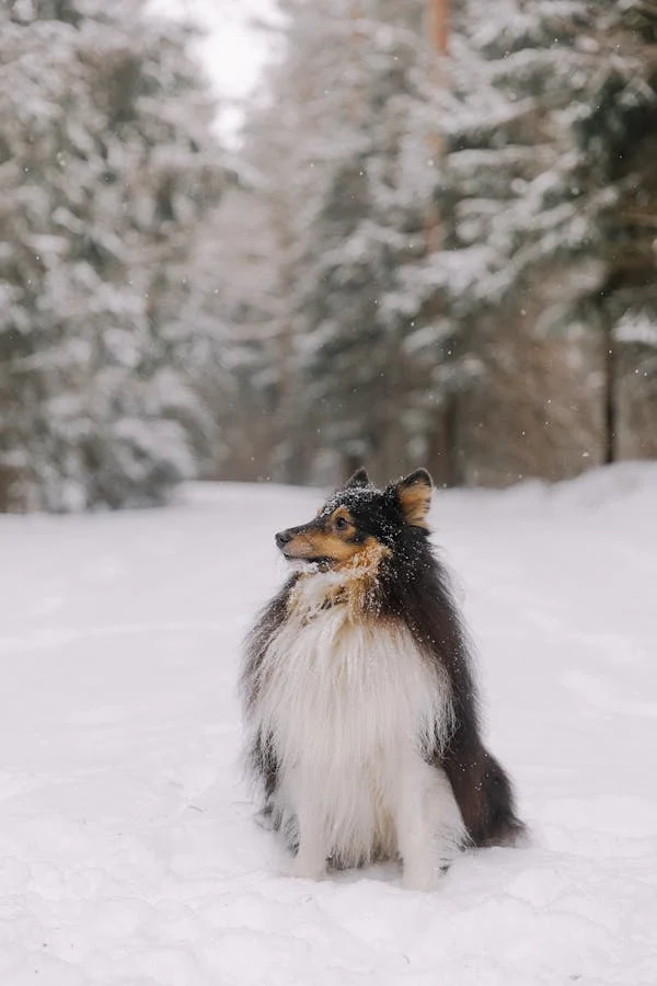 Shetland Sheepdogs