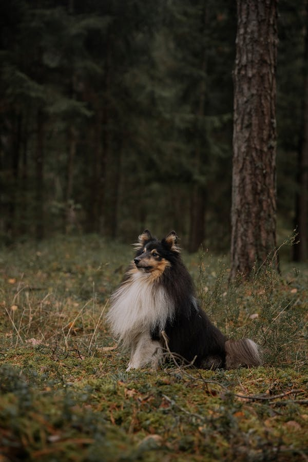 Shetland Sheepdogs