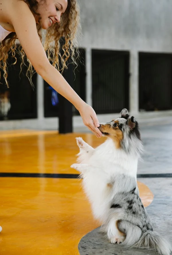 Shetland Sheepdogs