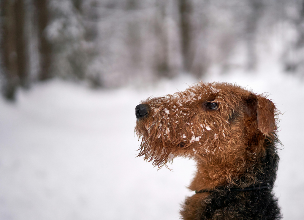 Airedale Terrier