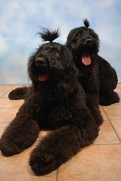 black russian terrier