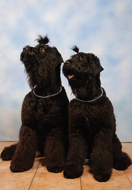 black russian terrier