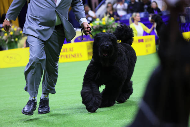 black russian terrier