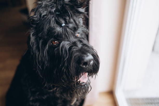 black russian terrier