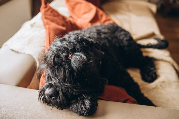 black russian terrier