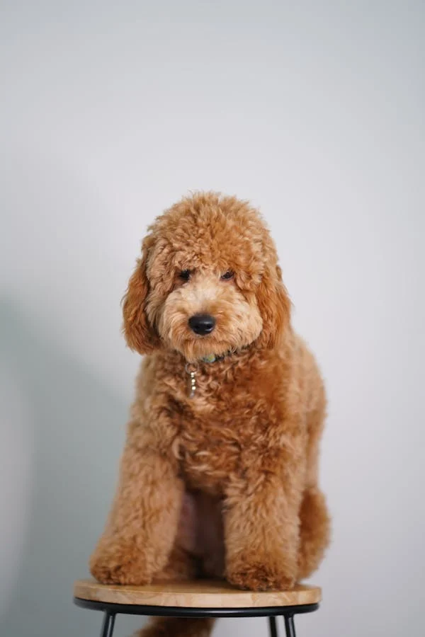 Goldendoodles