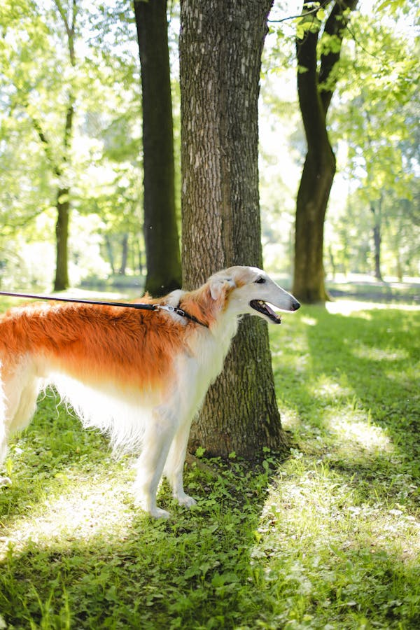 Borzoi dog breed