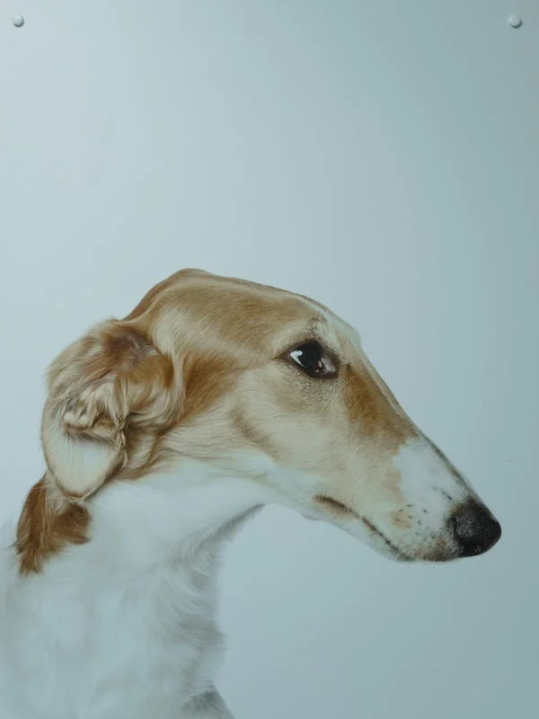 Borzoi dog breed