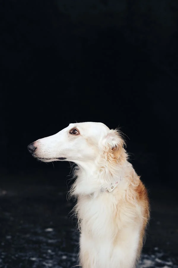 Borzoi dog breed