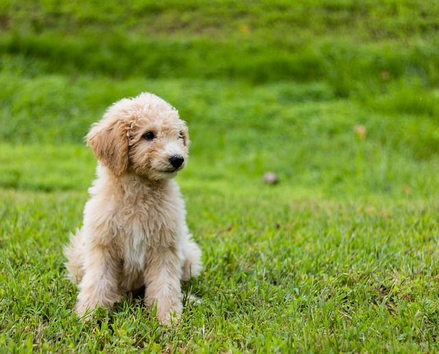 Mini Goldendoodles