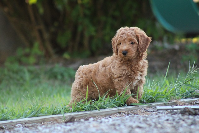 Mini Goldendoodles