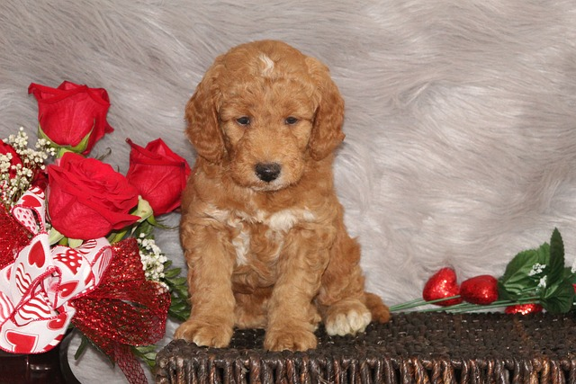 Mini Goldendoodles