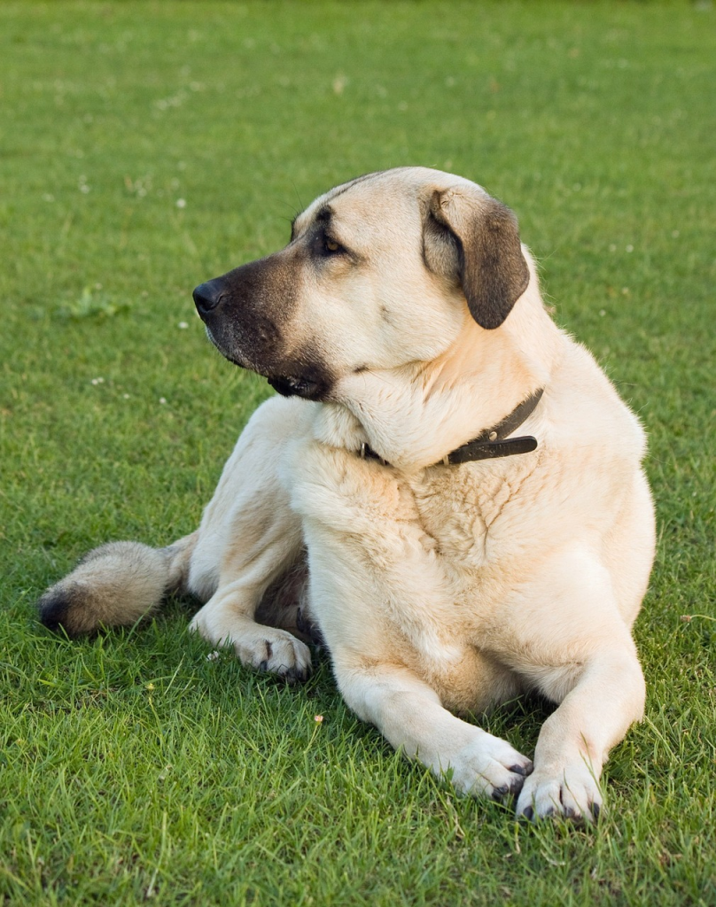 anatolian shepherd