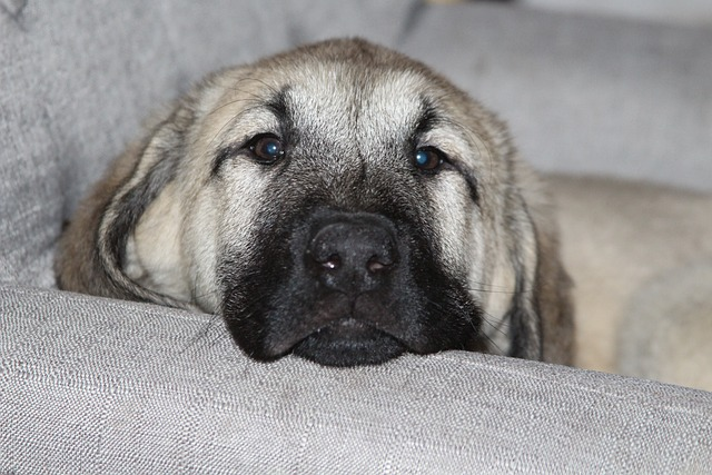 anatolian shepherd