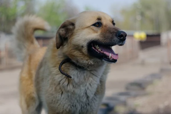 anatolian shepherd