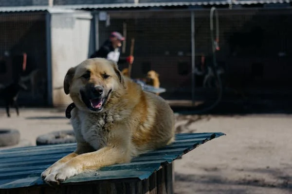 anatolian shepherd