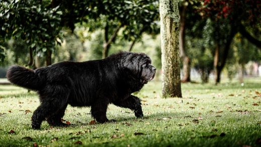 Newfoundland dog