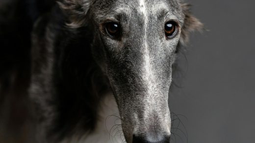 Borzoi dog breed