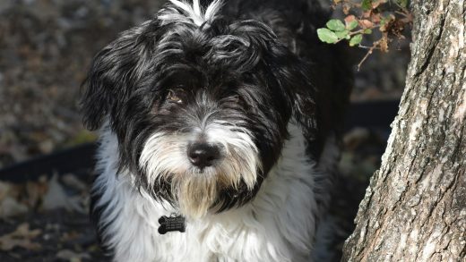 Havanese Dog