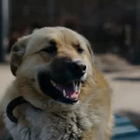 anatolian shepherd