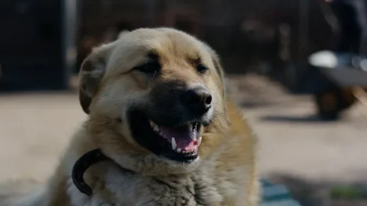 anatolian shepherd