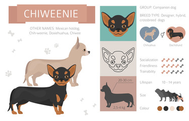 Chiweenie