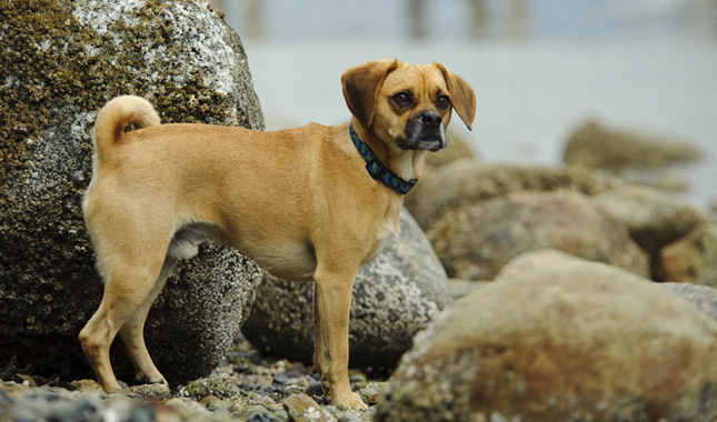 Puggle