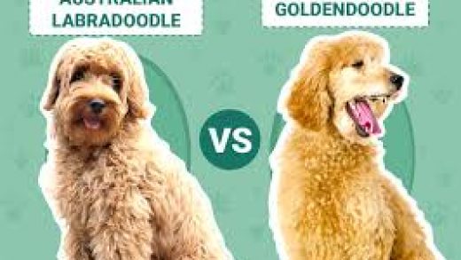 labradoodle vs goldendoodle