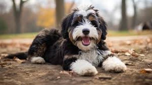 Bernedoodle