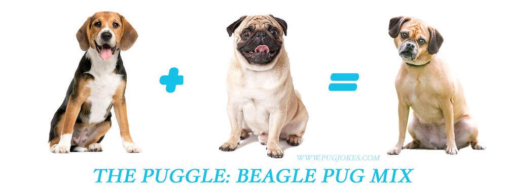 Puggle