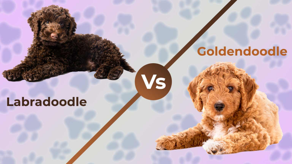 Labradoodle Vs Goldendoodle